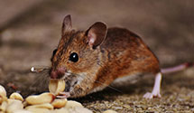 24 Hour & Emergency Exterminators in North Wales, PA